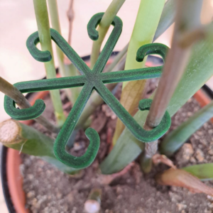 Фіксатор для рослин Plant Clip Star — тримач для стебел, пагонів, монстери, орхідей, фікуса та кімнатних рослин