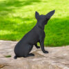7021210378_dekorativnaya-statuetka-chihuahua.jpg Статуетка чихуахуа Mini Chihuahua Decor — декоративна фігурка собаки з екологічного пластику для дому, офісу та подарунка